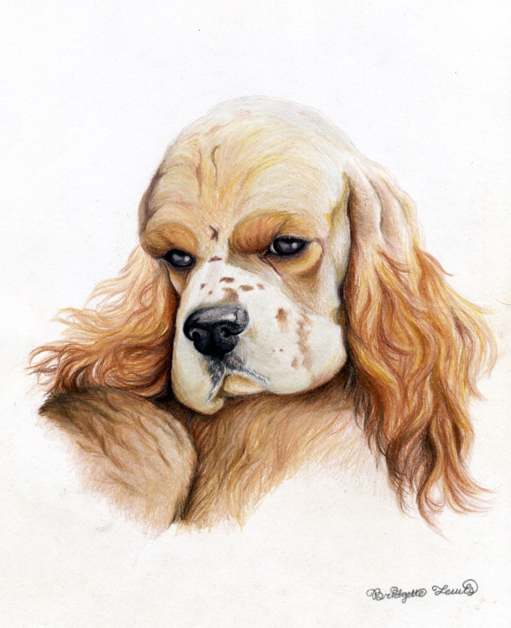 Cocker Spaniel — artwork by Bridgette Lewis
