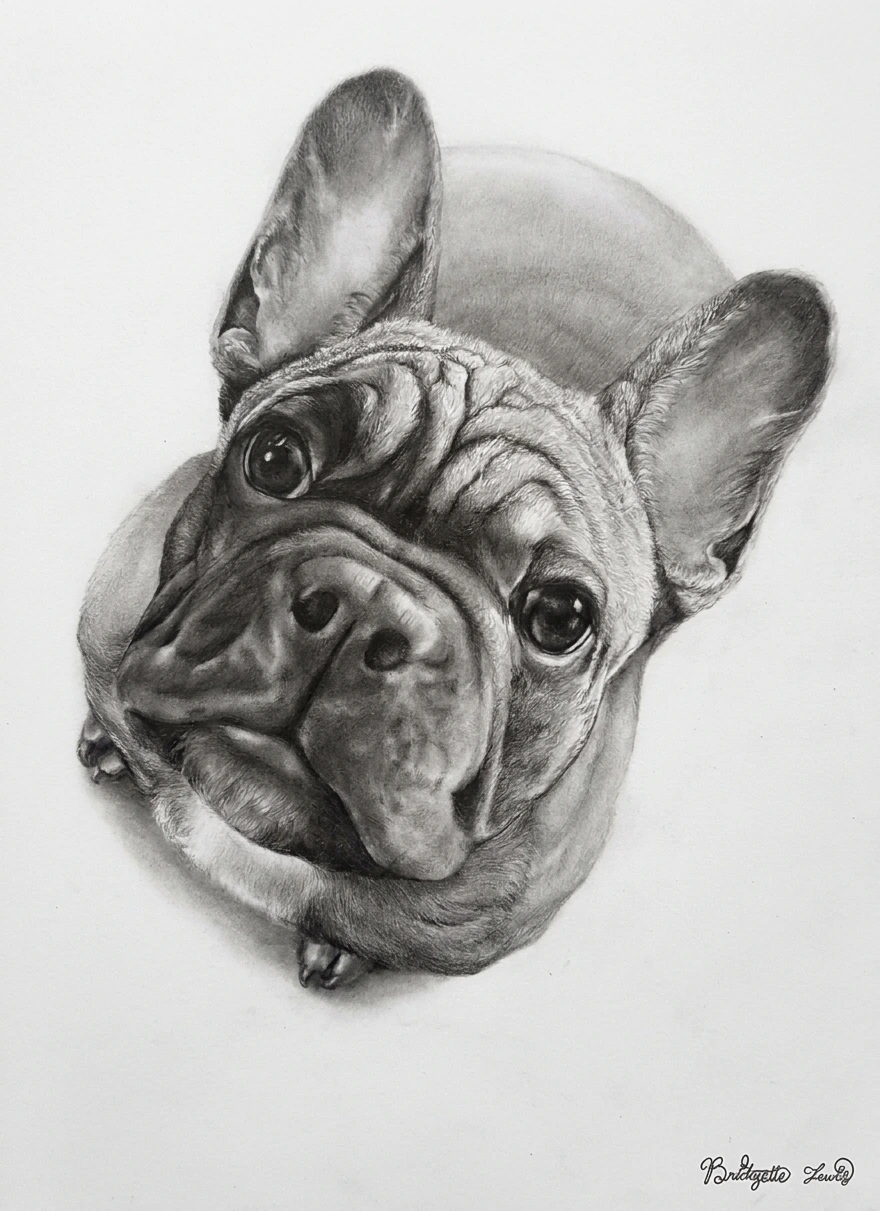 French Bulldog — artwork by Bridgette Lewis