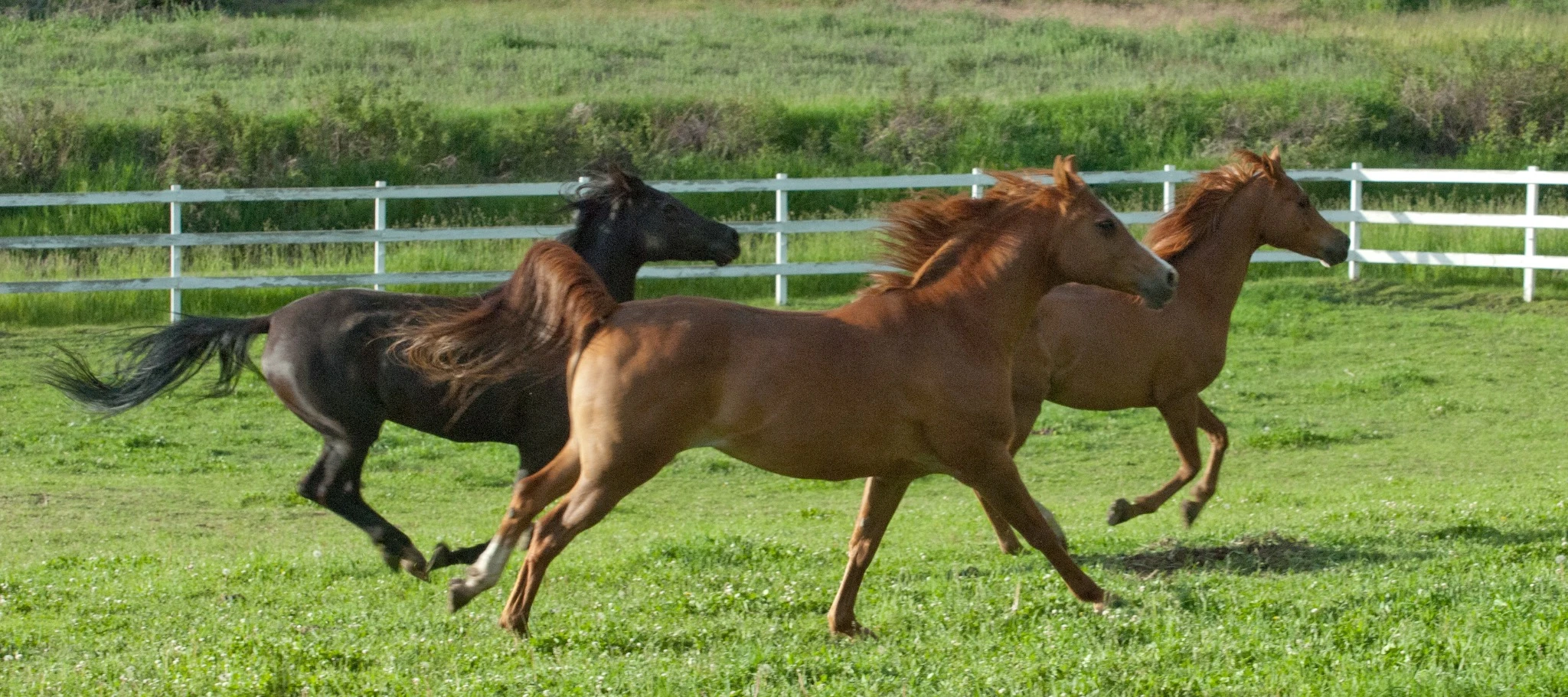 Three horses running together in a green pasture