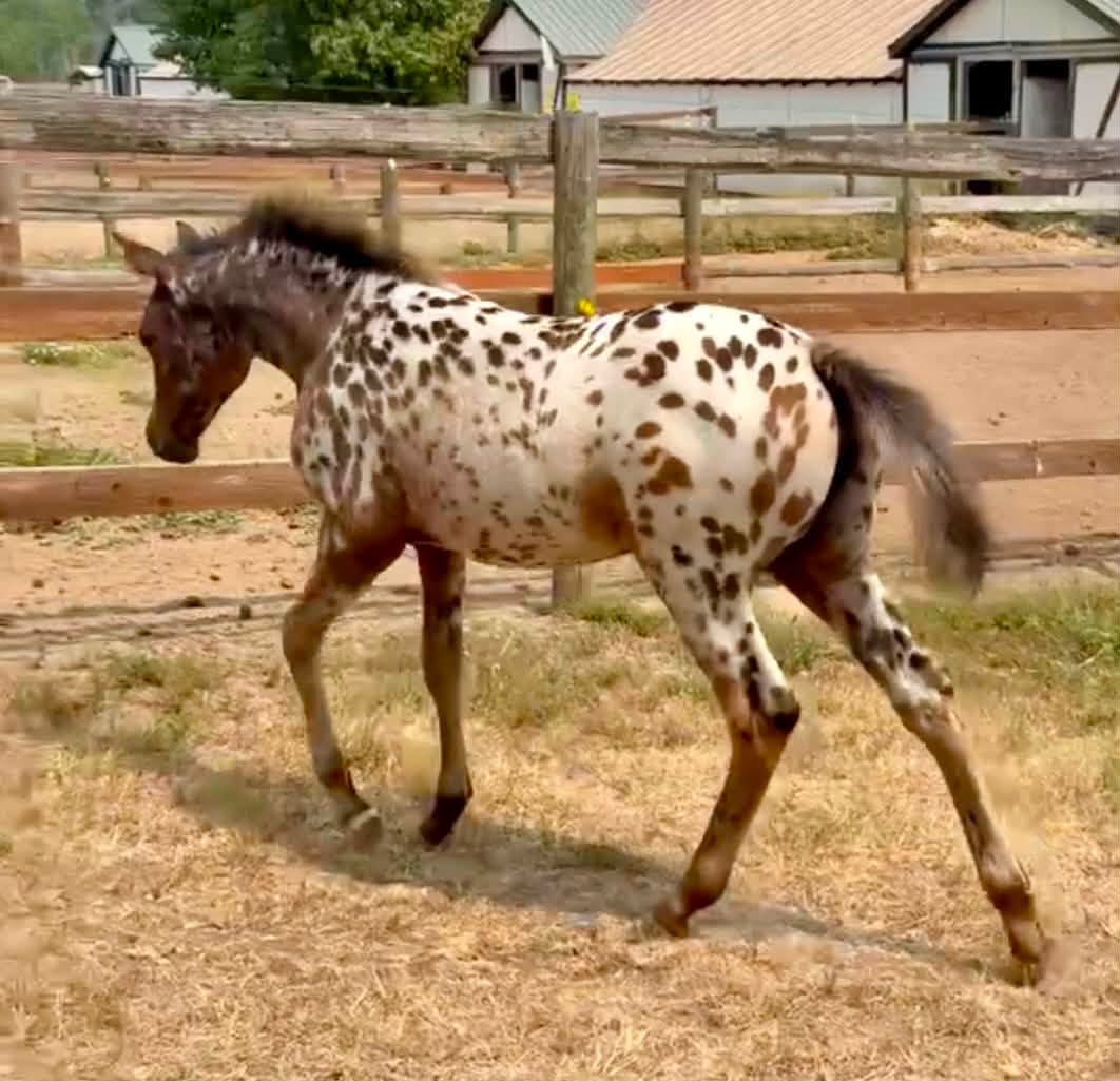 A young spotted foal