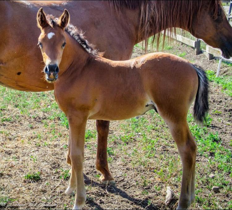 Hondo as a foal