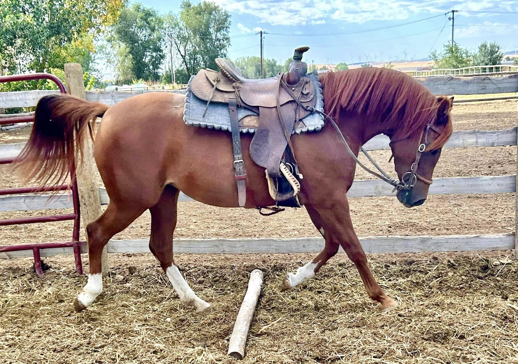 Penny under saddle