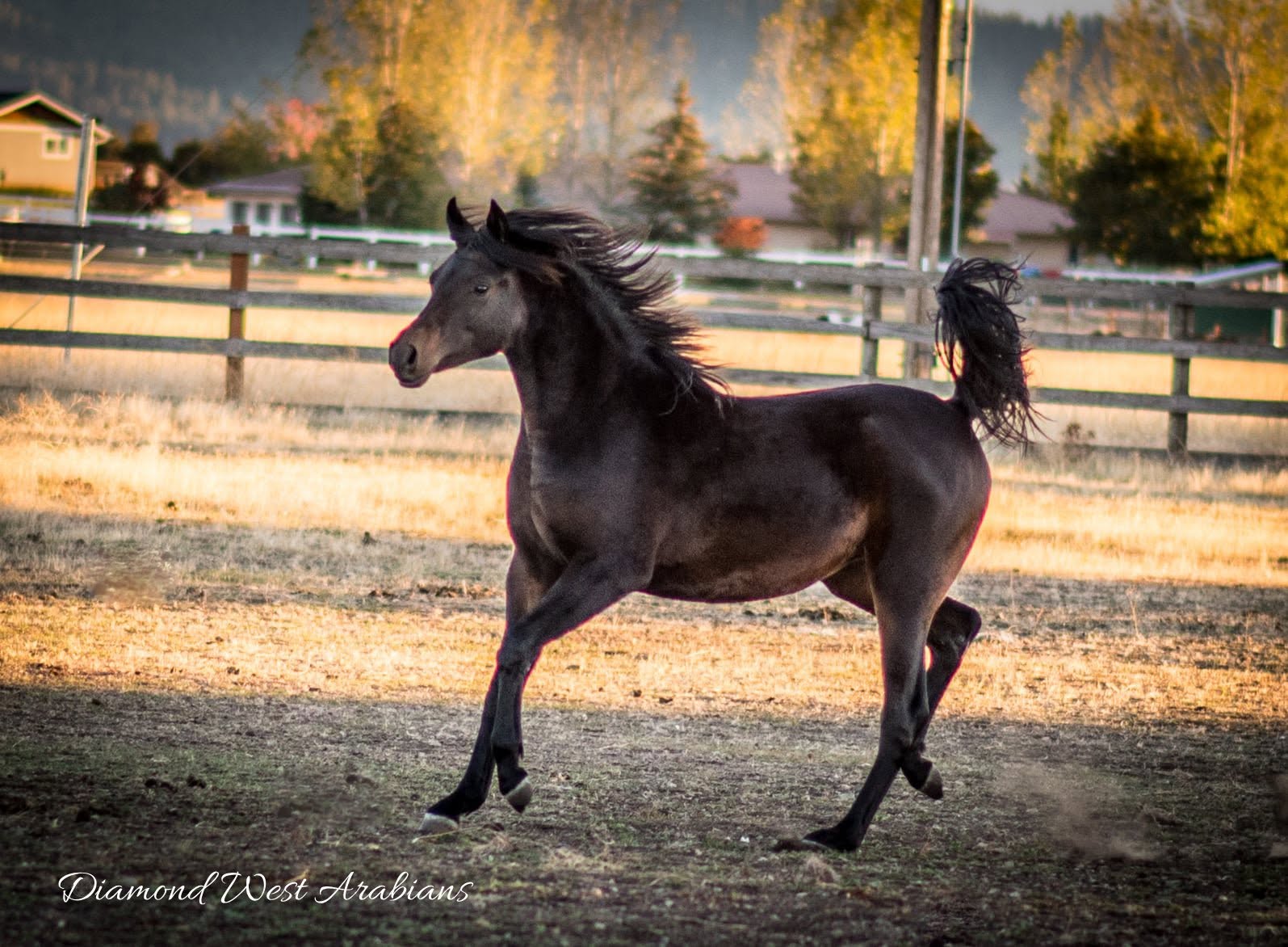 Summer in the pasture