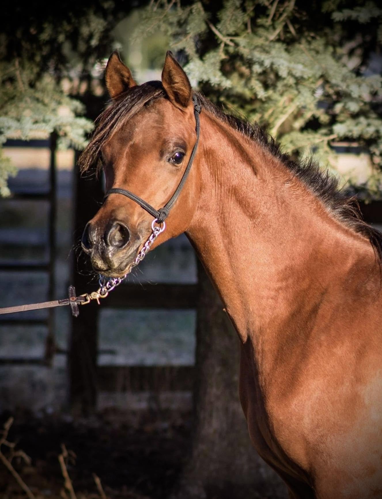 Vienna as a yearling