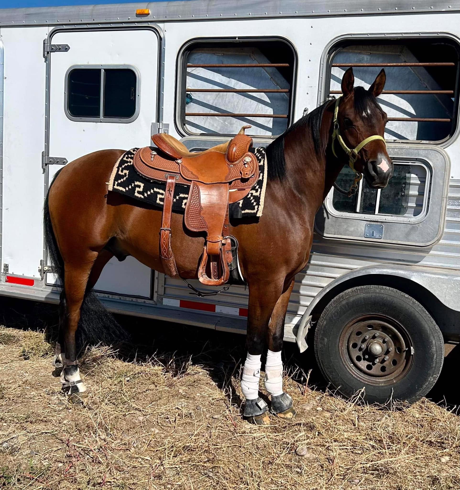 Whiskey saddled