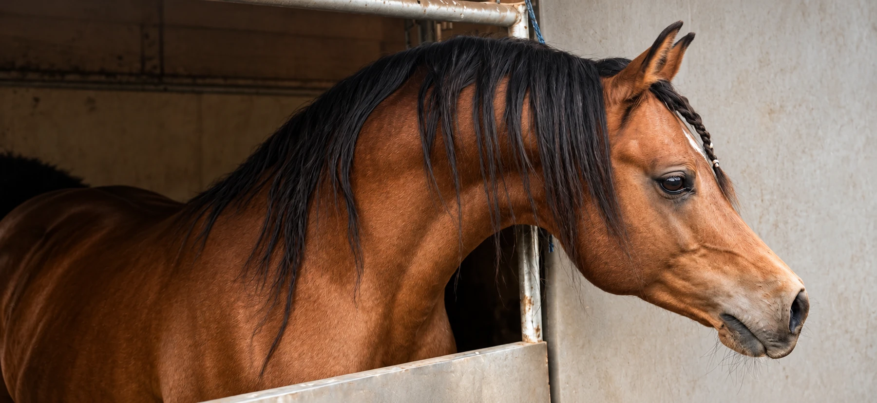 HC Elitist looking out from a stable doorway