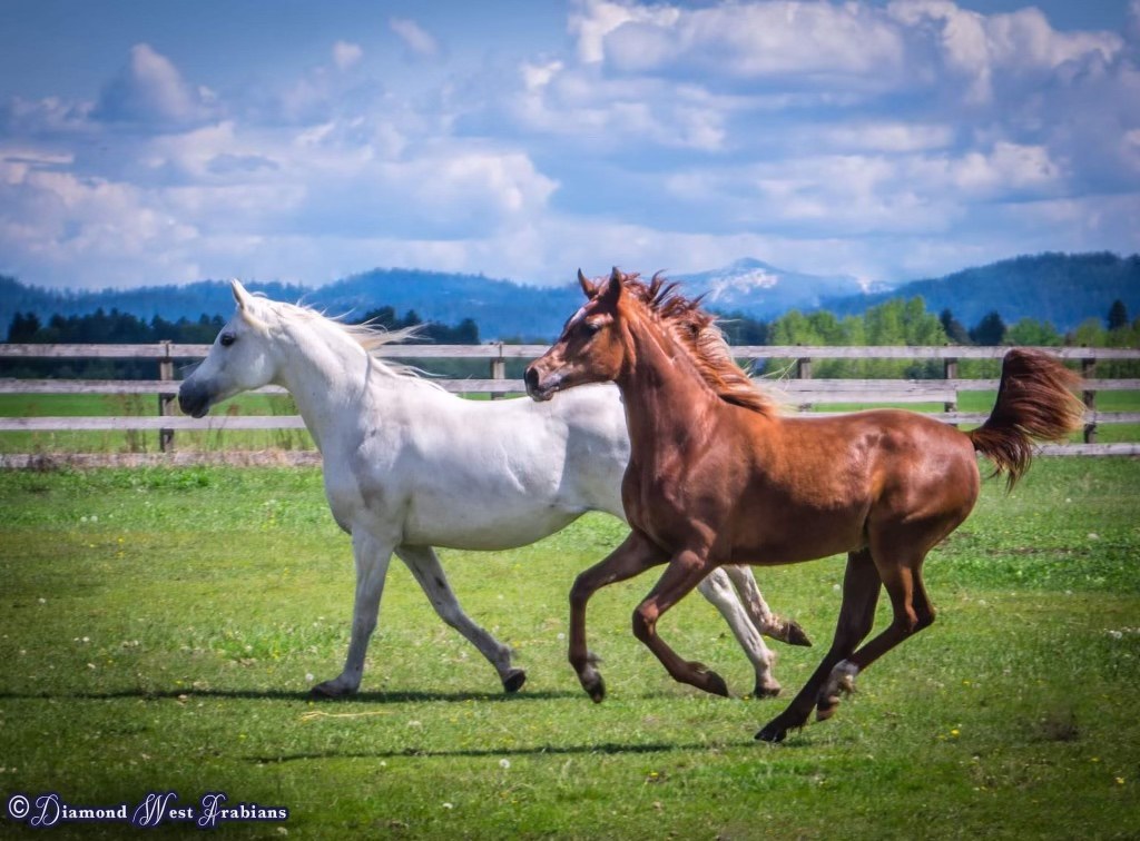 Farah and Marveille running in a pasture