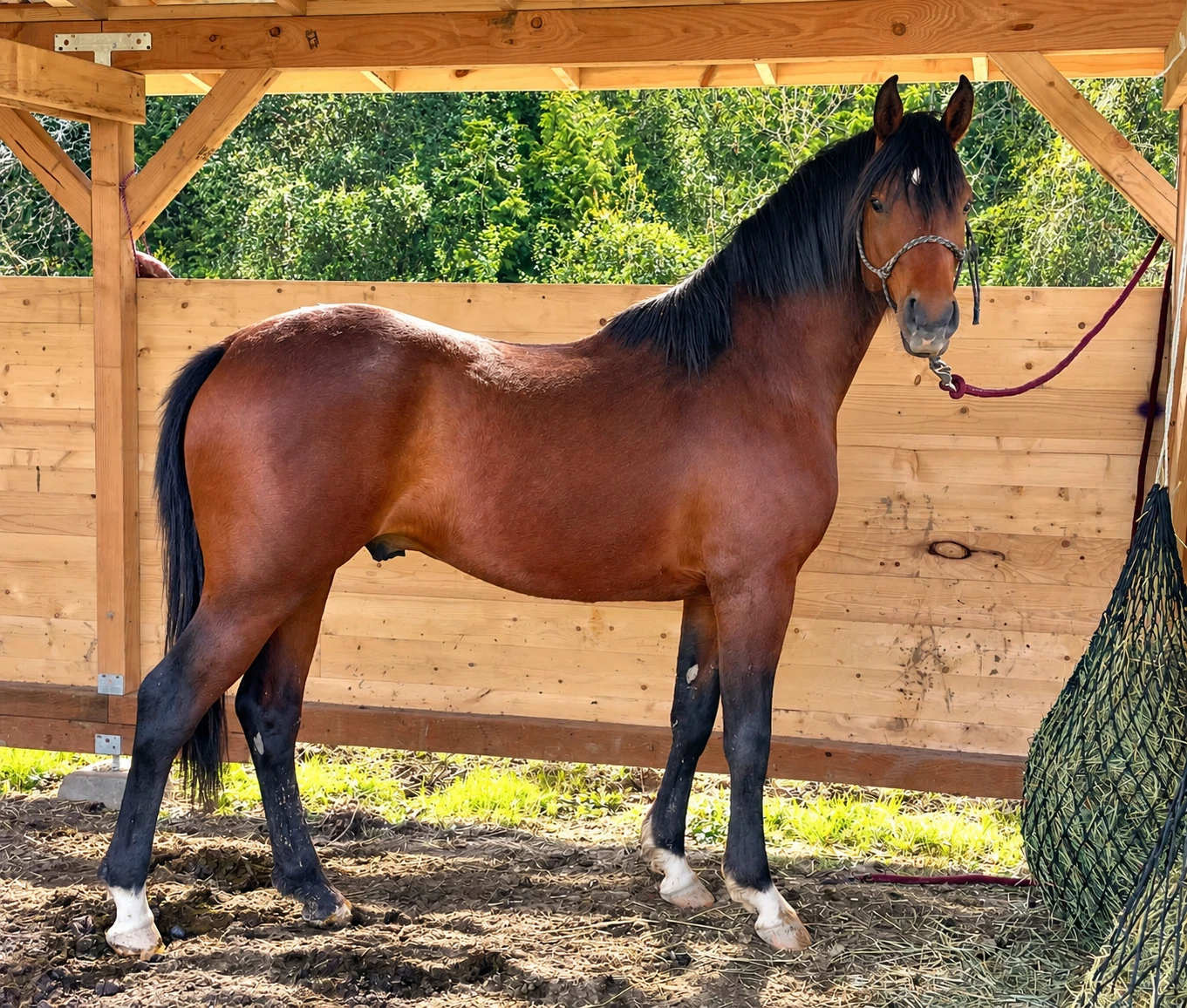 Bay colt in a sunlit wooden shelter