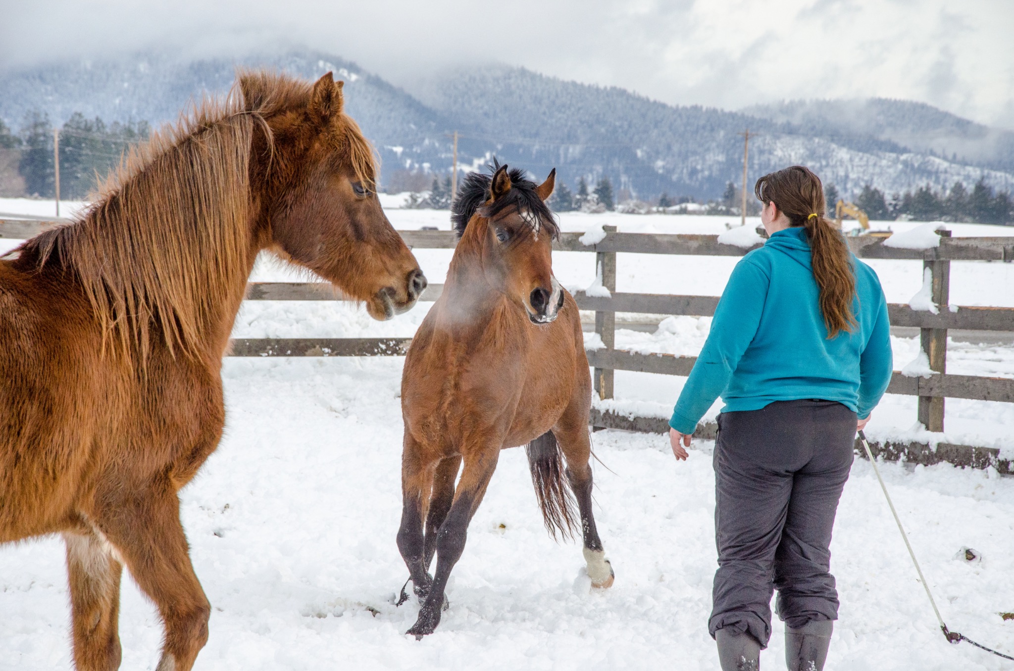 Bridgette with horses in the snow