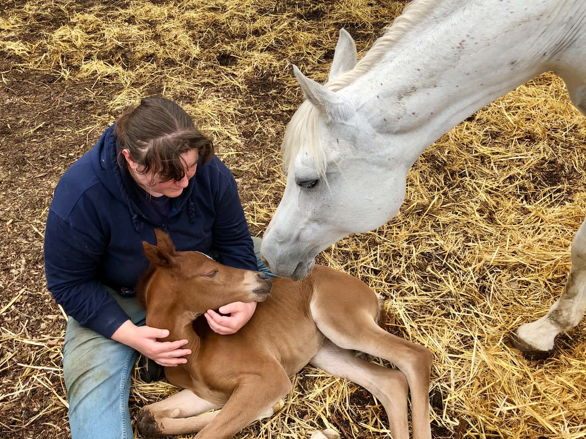 Bridgette tending a young foal beside its mother