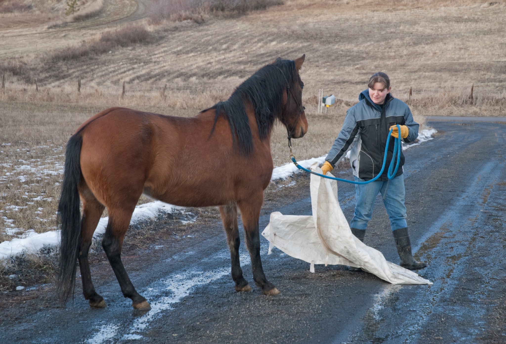 Bridgette leading a horse across a tarp