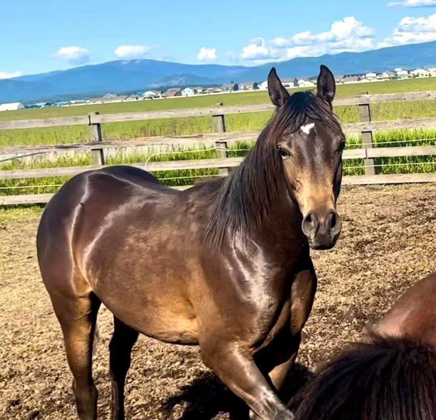 Marengo in a paddock