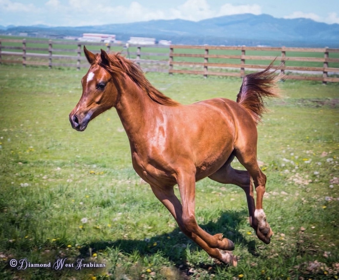 Marveille running in a pasture