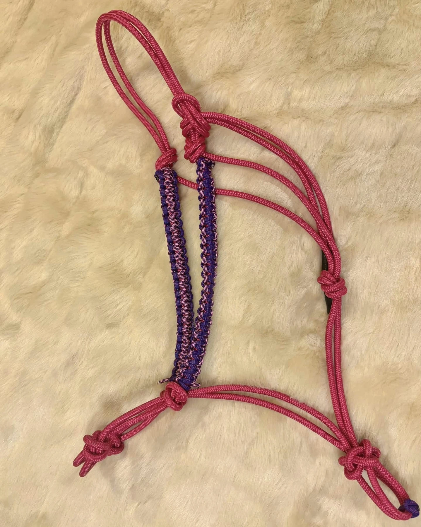 Red rope halter with purple decorative braiding