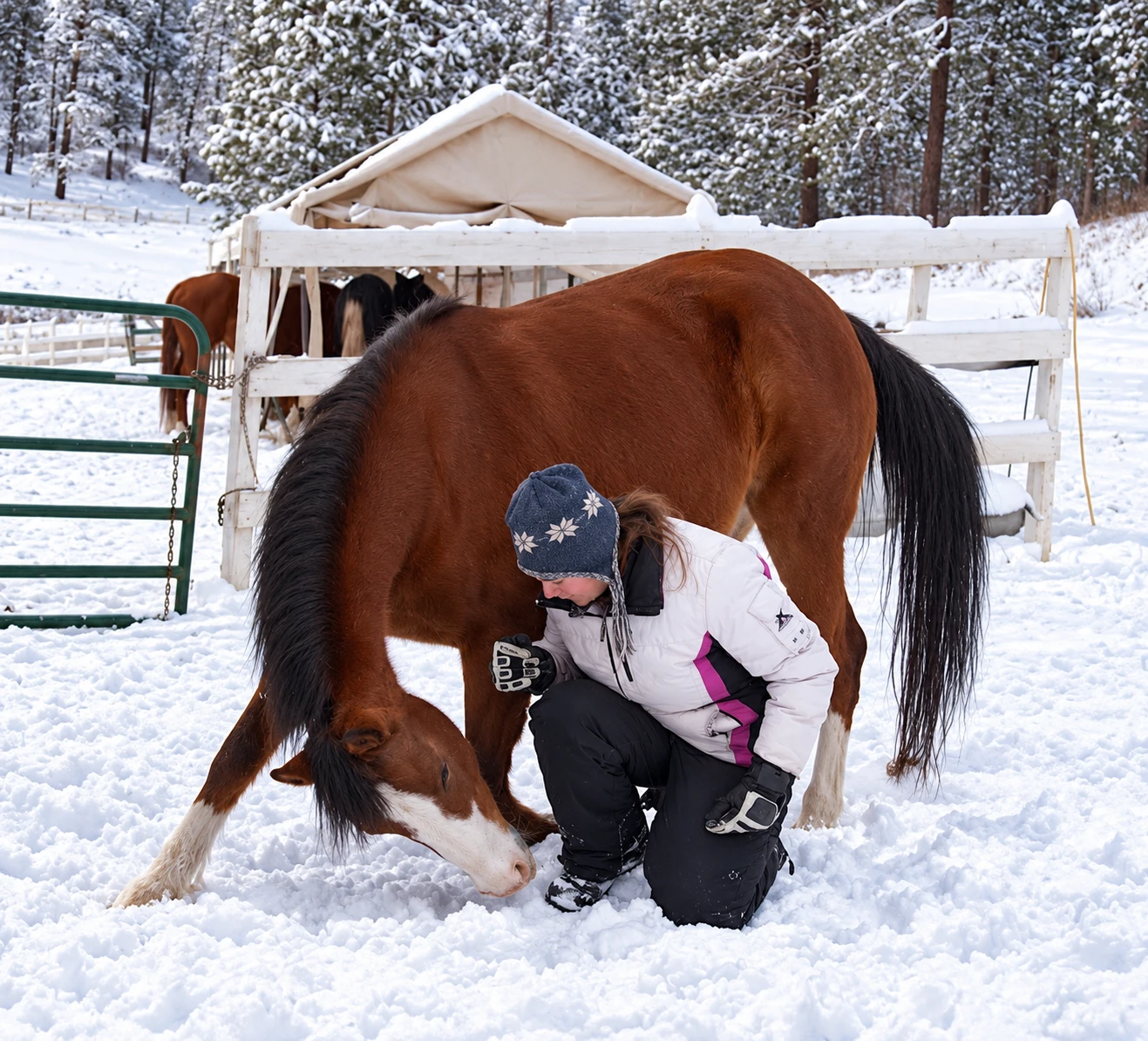 Bridgette beside her bowing bay mare in the snow