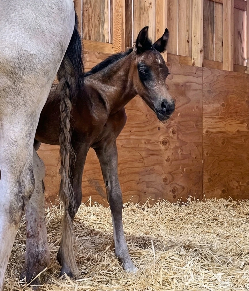 Dark bay colt out of HC Elitist and a Welsh Pony mare